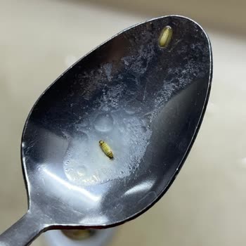 İndomie Körili Noodle’da Kurt Görüldü: Gıda Güvenliği İhlali