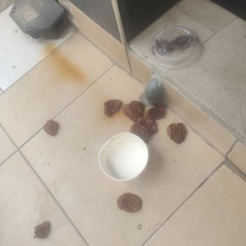 Yemeksepeti Kurye Poşeti Düşürdü, Yemek Teslim Edilmedi Ve İade Bekleniyor!