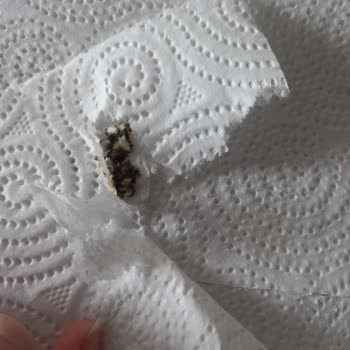 Papia Kağıt Havlu İçinde Belirsiz Siyah Yabancı Maddeler: Hijyen Sorunu