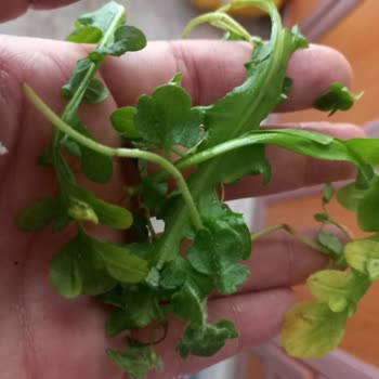 Yıkanmış Ispanakta Yabancı Otlar Ve Bozulmuş Ürün