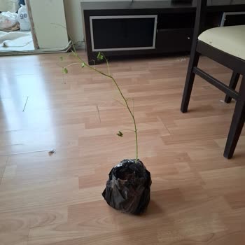 Moringa Fidanı Görseldekiyle Farklı, Kurumuş Olarak Geldi