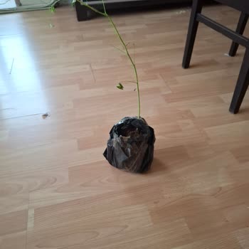 Moringa Fidanı Görseldekiyle Farklı, Kurumuş Olarak Geldi