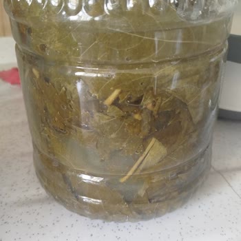 @naturellsalamur Yapraklar Kokmuş, Çürük ve Kesinlikle Kullanılamaz Durumdaydı