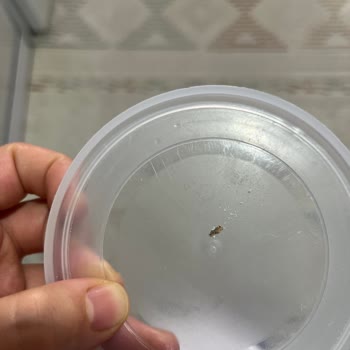 Aptamil Pronutra 1 Mama İçinde Siyah Parçacık Ve Kırmızılık Görüldü, Acil Değişim Talebi