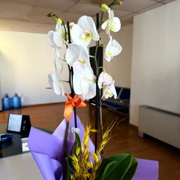 Çiçek Sepeti'nden Hasarlı Orkide Ve Cevapsız Müşteri Hizmeti