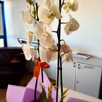 Çiçek Sepeti'nden Hasarlı Orkide Ve Cevapsız Müşteri Hizmeti