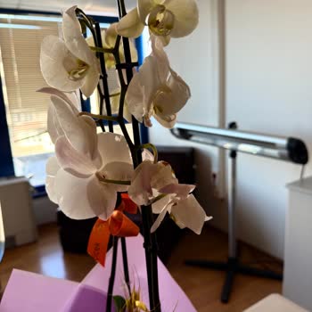 Çiçek Sepeti'nden Hasarlı Orkide Ve Cevapsız Müşteri Hizmeti