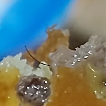 McDonald's Şubesinde Kıl İçeren Menü: Ciddi Hijyen İhlali