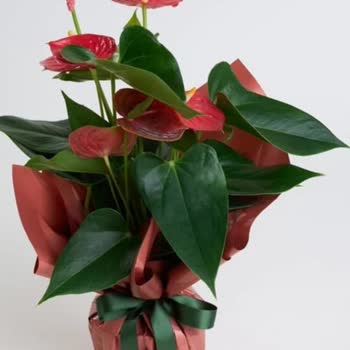 Ölü Çiçek Teslimatı Ve Özürlü Telafi Eksikliği