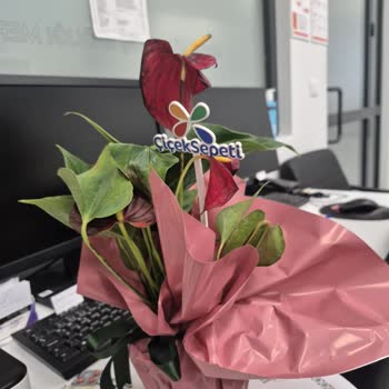 Ölü Çiçek Teslimatı Ve Özürlü Telafi Eksikliği