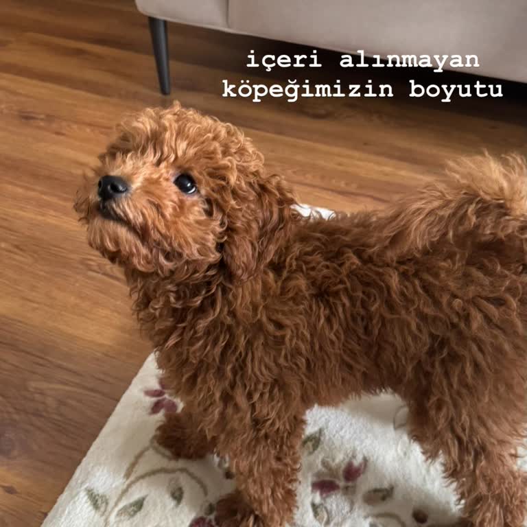 Mall Of İstanbul AVM’de Köpek Girişi İçin Çelişkili Bilgi Ve Saygısız Güvenlik Tutumu