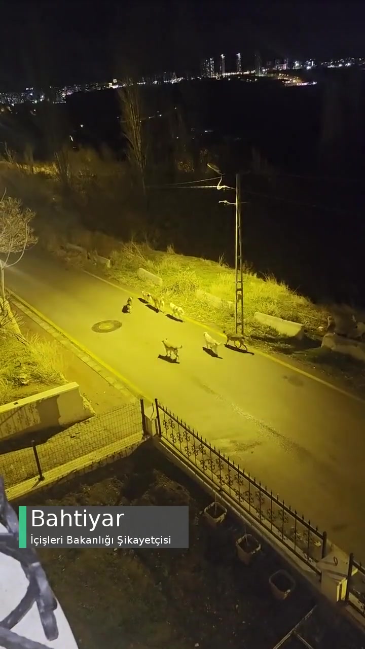 İçişleri Bakanlığı Köpek Sahipsiz Her Yer Başıboş Köpek Dolu Sokakta! videonun kapak resmi