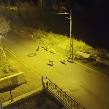 İçişleri Bakanlığı Köpek Sahipsiz Her Yer Başıboş Köpek Dolu Sokakta!