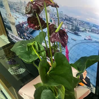 Donmuş Çiçek Ve Teslimatsız İade Sorunu