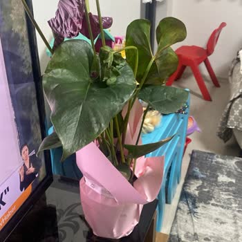 Donmuş Çiçek Ve Teslimatsız İade Sorunu