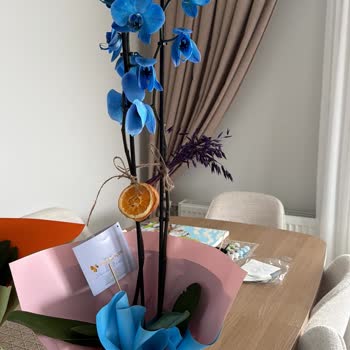 İki Orkideden Biri Sağlıksız Ve Solmuş Geldi, Değişim Talebi