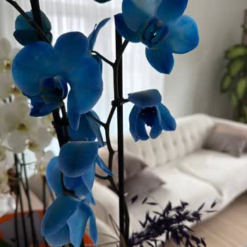 İki Orkideden Biri Sağlıksız Ve Solmuş Geldi, Değişim Talebi