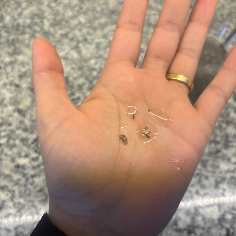 A101'de Satılan Hasata Chia Tohumunda Fare Dışı Kısmı Tespit Edildi