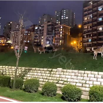 Atlas Üniversitesi’nin Kangal Köpekleri Kağıthane’de Halkı Ve Kedileri Tehdit Ediyor