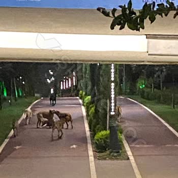 Atlas Üniversitesi’nin Kangal Köpekleri Kağıthane’de Halkı Ve Kedileri Tehdit Ediyor