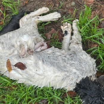 Atlas Üniversitesi’nin Kangal Köpekleri Kağıthane’de Halkı Ve Kedileri Tehdit Ediyor