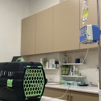 Sarıyer Belediyesi Kedimin Kısırlaştırma Sonrası Hastalanması Klinik Hijyen Eksikliği Nedeniyle