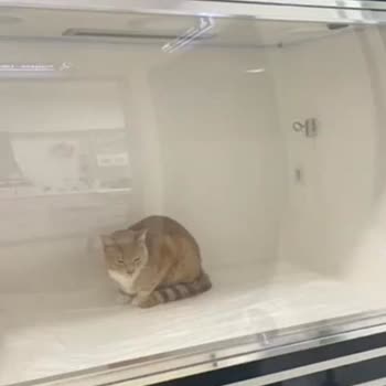 Sarıyer Belediyesi Kedimin Kısırlaştırma Sonrası Hastalanması Klinik Hijyen Eksikliği Nedeniyle