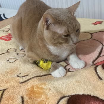 Sarıyer Belediyesi Kedimin Kısırlaştırma Sonrası Hastalanması Klinik Hijyen Eksikliği Nedeniyle