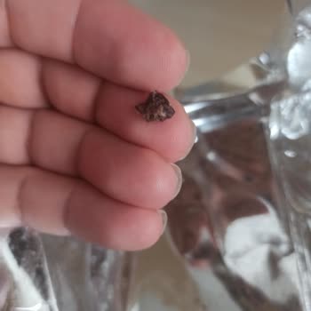 Ankara BİM Şubesinde Torku Gofretten Yabancı Cisim Çıktı Diş Tehlikesi