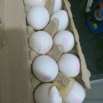 Bozuk Tavuk Ve Kırık Yumurta İçin Çözüm Bekleyen Müşteri Şikayeti