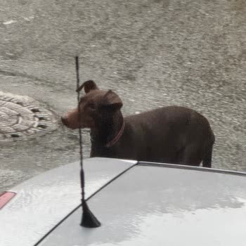 Sokakta Kayıp Köpek Ve Kağıthane Belediyesi’nin İhmali