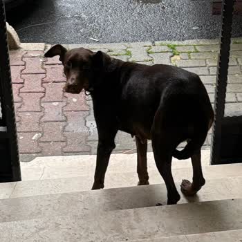 Sokakta Kayıp Köpek Ve Kağıthane Belediyesi’nin İhmali