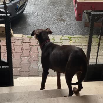 Sokakta Kayıp Köpek Ve Kağıthane Belediyesi’nin İhmali