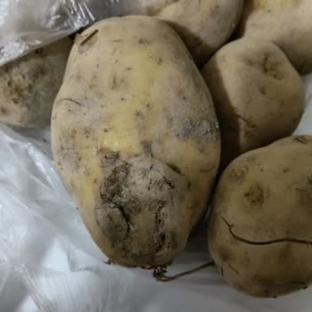 Çürük Ürünler İçin İade Reddi Ve Müşteri Mağduriyeti