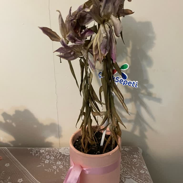 Çiçek Sepeti'nden Gelen Saksıdaki Lilyum Çiçeği Hemen Bozuldu