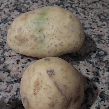 BİM Patates Kalitesi Çok Kötü