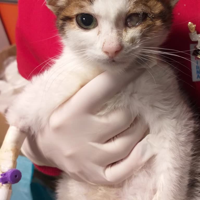 Veteriner Göz Merkezi Riskli Kan Değerleri Göz Ardı Edildi Kedimin Göz Ameliyatı Ölümüne Neden Oldu