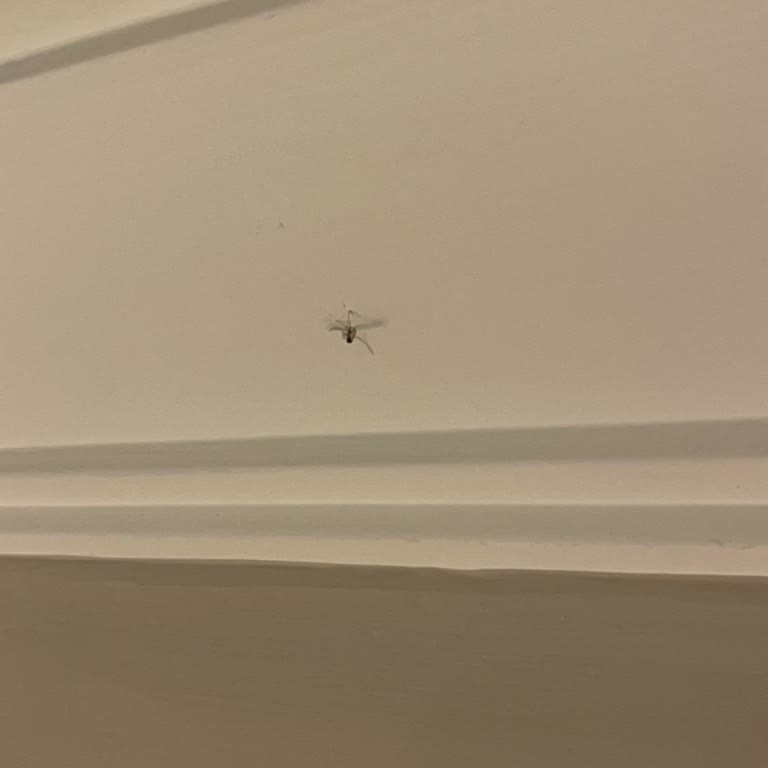 Yoğun Yemek Kokusu Ve Sivrisinek Problemi Otelde