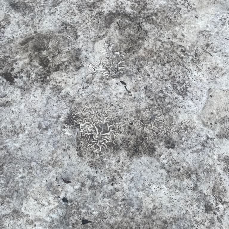 Filli Boya Sutut Likit Yalıtım Malzemesi Kurumadı Ve Müşteri Desteği Cevapsız