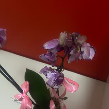 Müdür Konumunda Çiçek Sepeti’nden Solmuş Orkide Ve Cevapsız Destek