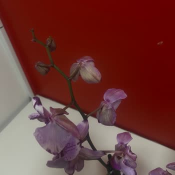 Müdür Konumunda Çiçek Sepeti’nden Solmuş Orkide Ve Cevapsız Destek