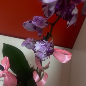 Müdür Konumunda Çiçek Sepeti’nden Solmuş Orkide Ve Cevapsız Destek