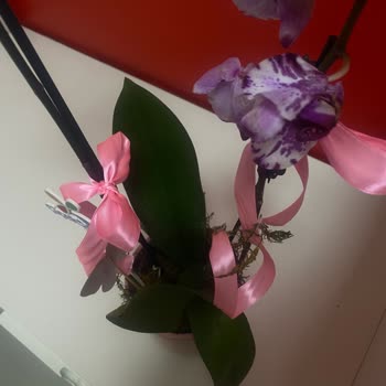 Müdür Konumunda Çiçek Sepeti’nden Solmuş Orkide Ve Cevapsız Destek