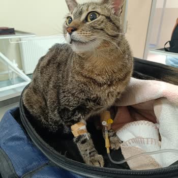 Kedimde Aşı Sonrası Şiddetli Yan Etkiler Ve İlçe Tarım Müdürlüğü Sorumluluğu