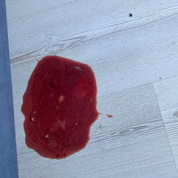 Kedimde Aşı Sonrası Şiddetli Yan Etkiler Ve İlçe Tarım Müdürlüğü Sorumluluğu