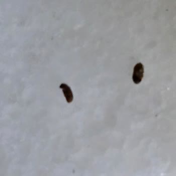 Satın Aldığım Salça Ve Makarna Üzerinde Böcek Tespiti