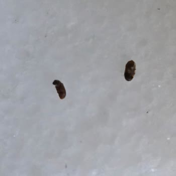 Satın Aldığım Salça Ve Makarna Üzerinde Böcek Tespiti