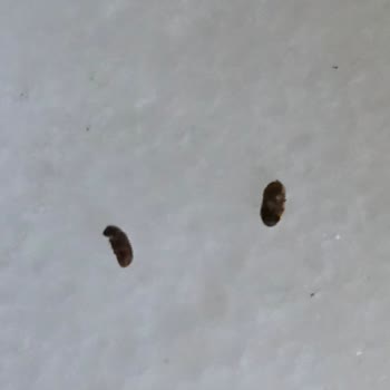 Satın Aldığım Salça Ve Makarna Üzerinde Böcek Tespiti