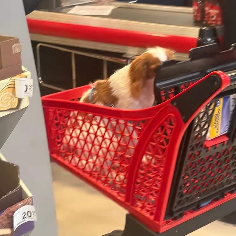 Mimar Sinan Carrefour Şubesinde Evcil Hayvanın Sepete Konulması İnsan Sağlığını Tehdit Ediyor