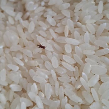 Şok Market Darıca Şubesinde Sinekli Pirinç Şikayeti